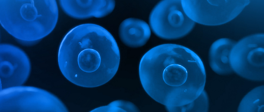 间充质干细胞成为治疗肝纤维化有吸引力的候选细胞